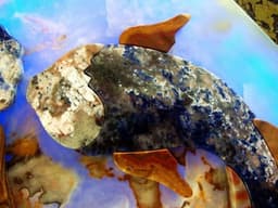 “ Underwater Tango “ - Thumbnail 6